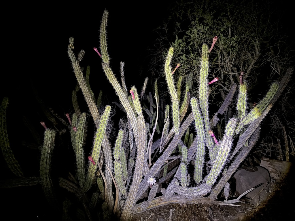 Stenocereus gummosus; photograph (c) Sula Vanderplank, some rights reserved (CC BY)