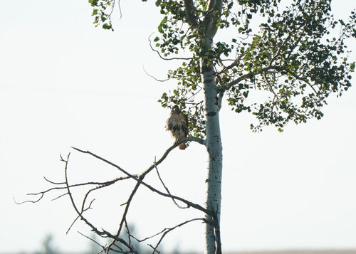 Red-tailed Hawk