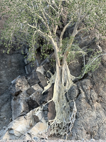 Ficus petiolaris, photograph 5