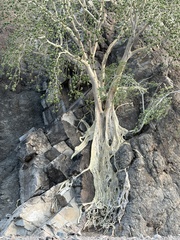Ficus petiolaris, photograph (c) Sula Vanderplank, some rights reserved (CC BY)