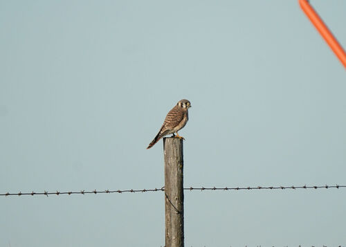 American Kestrel
