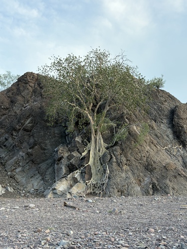 Ficus petiolaris, photograph 6