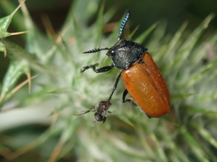 Labidostomis taxicornis