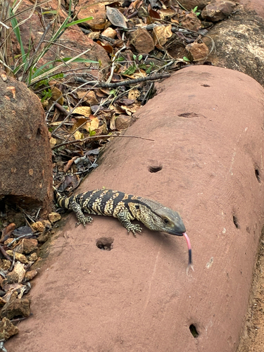 White-throated monitor