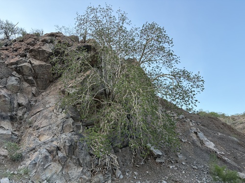 Ficus petiolaris