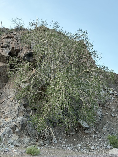 Ficus petiolaris, photograph 1
