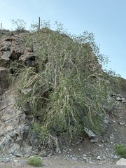 Ficus petiolaris, photograph (c) Sula Vanderplank, some rights reserved (CC BY)