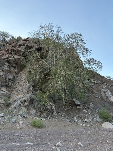 Ficus petiolaris, photograph 2