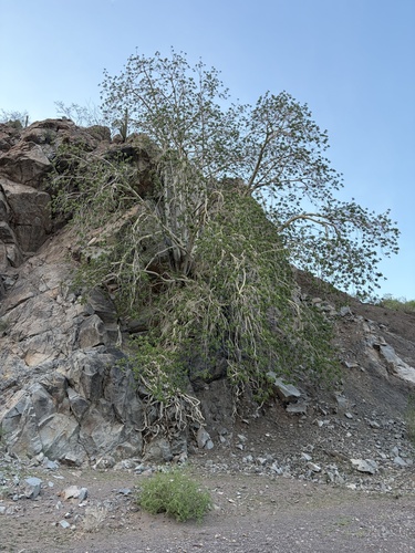 Ficus petiolaris, photograph 3