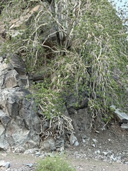 Ficus petiolaris, photograph (c) Sula Vanderplank, some rights reserved (CC BY)
