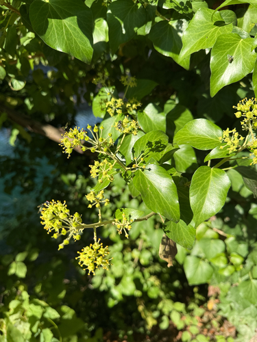 common ivy