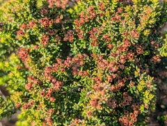 Erica hispidula