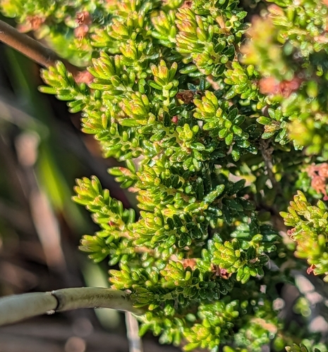 Erica hispidula, photograph 1