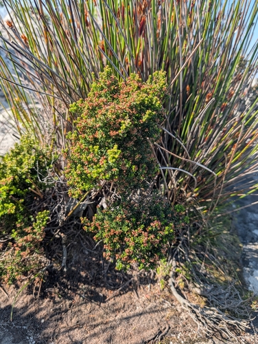Erica hispidula, photograph 2