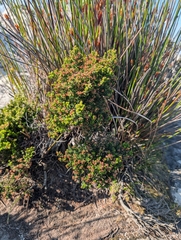 Erica hispidula, photograph (c) Jessica Utrup, some rights reserved (CC BY)