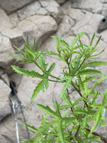 Hibiscus biseptus, photograph 2