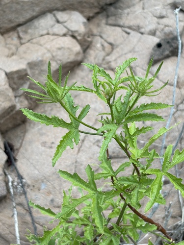 Hibiscus biseptus, photograph 3