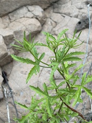 Hibiscus biseptus, photograph (c) Sula Vanderplank, some rights reserved (CC BY)
