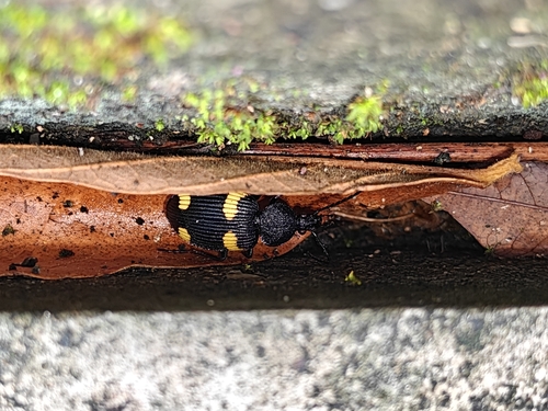 Craspedophorus mandarinus