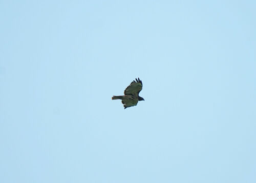 Red-tailed Hawk