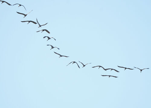 Sandhill Crane