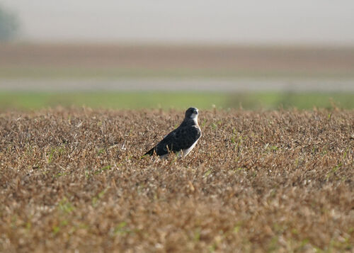 Swainson's Hawk