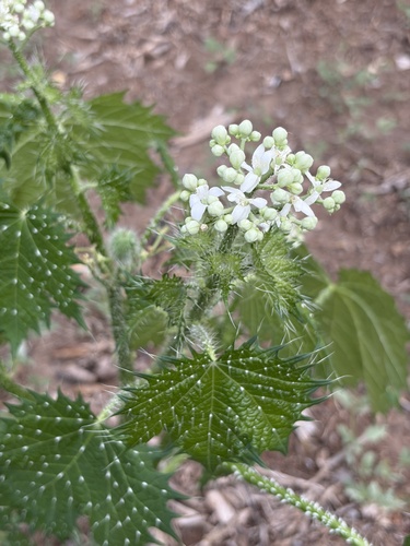 Cnidoscolus maculatus, photograph 1