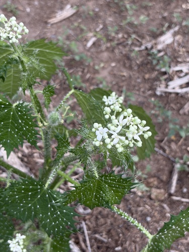 Cnidoscolus maculatus, photograph 2