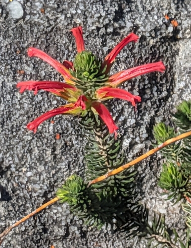 Erica abietina, photograph 1