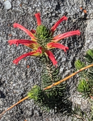 Erica abietina