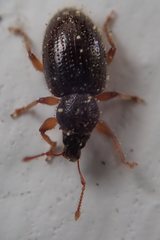 Barypeithes pellucidus