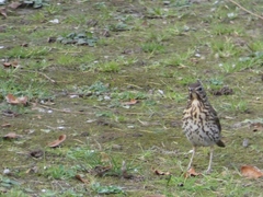 Turdus philomelos