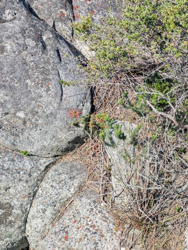 Erica abietina, photograph 2