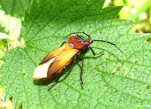 Milk Vine Bug