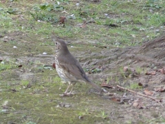 Turdus philomelos