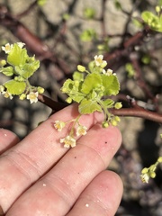 Bursera epinnata, photograph (c) Sula Vanderplank, some rights reserved (CC BY)
