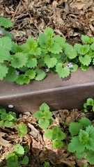 Glechoma hederacea
