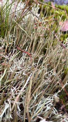 Smooth Horn Lichen