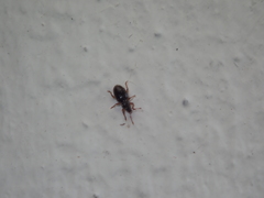 Barypeithes pellucidus