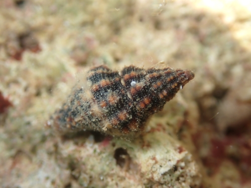 Aplus dorbignyi observed 2026-09-07