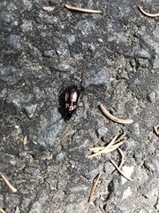 Pterostichus burmeisteri