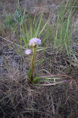 Allium lemmonii