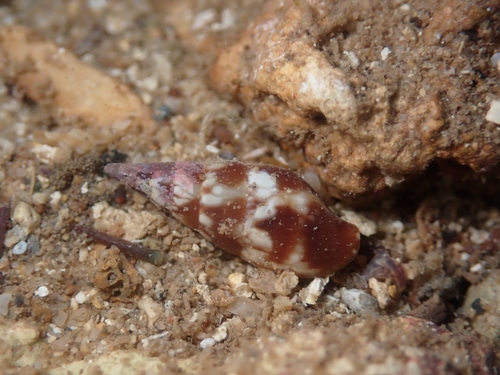 Mitrella scripta observed 2026-09-07