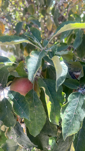 apple