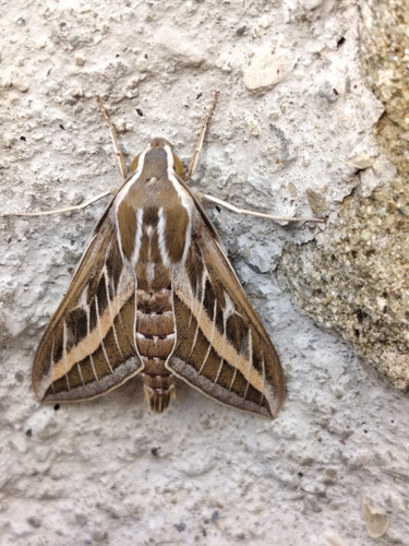 Striped Hawkmoth