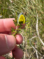 (c) Tyler Anthony, some rights reserved (CC BY) Gompholobium tomentosum, photograph (c) Tyler Anthony, some rights reserved (CC BY)