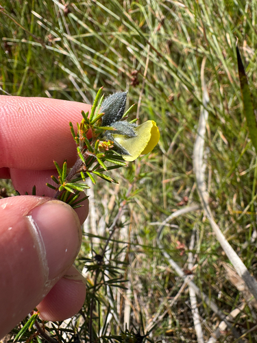 Gompholobium tomentosum, photograph 5