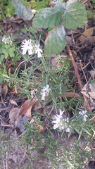 Angiospermae