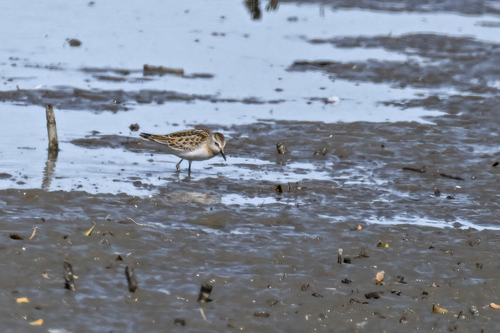 iNaturalist image
