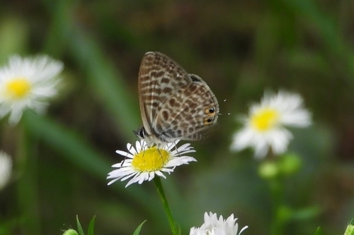 Lang's Short-tailed Blue